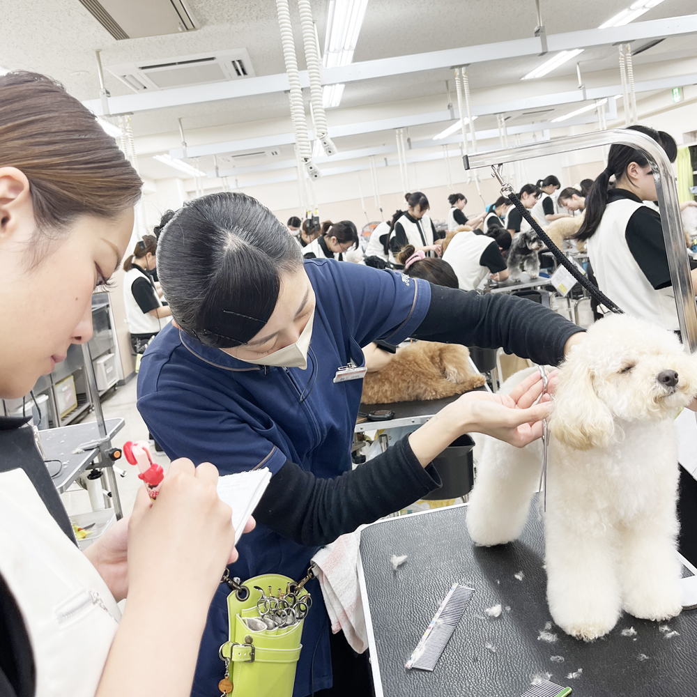 ２年生はお客様の愛犬をトリミング♪①